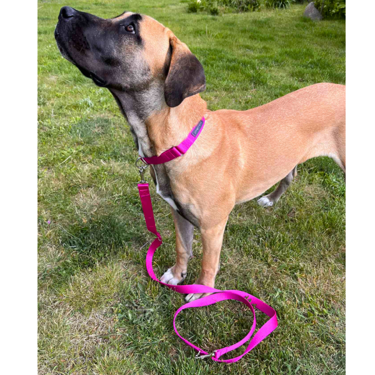 smycz i obroża róż (1).png