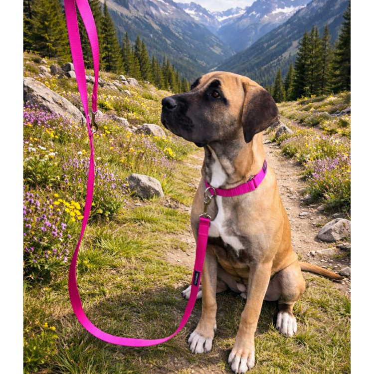 smycz i obroża różowa.png