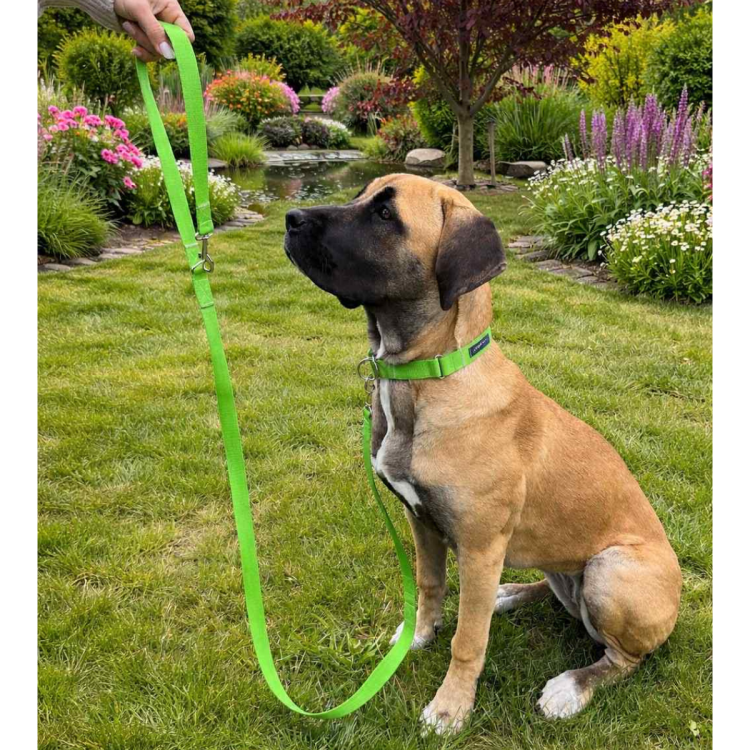 smycz i obroża zielona.png